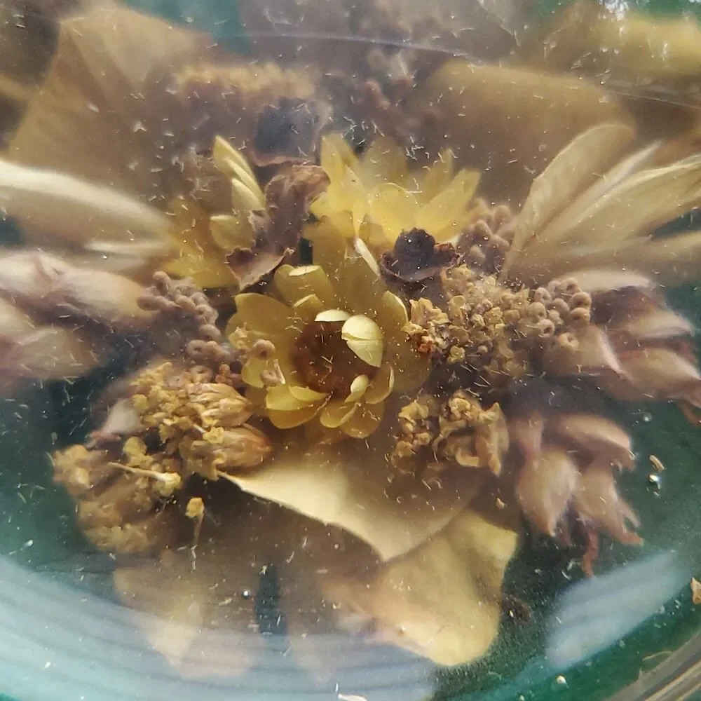 Vintage Paperweight Dried Flowers Round Green Nottingham Originals Eastville VA